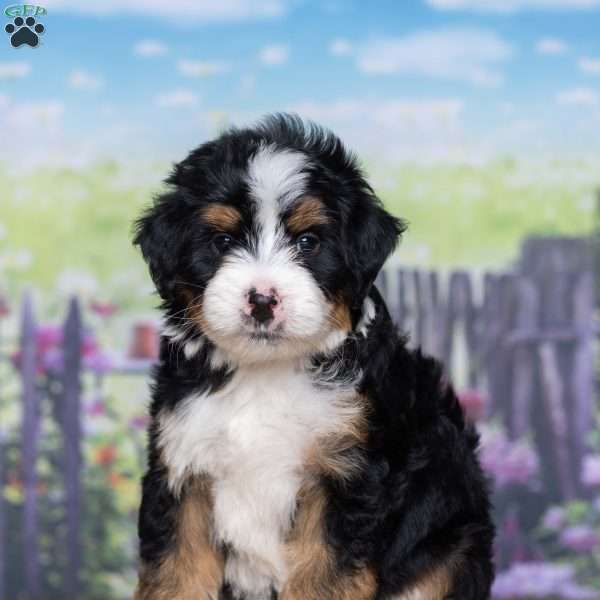 Dakota, Mini Bernedoodle Puppy